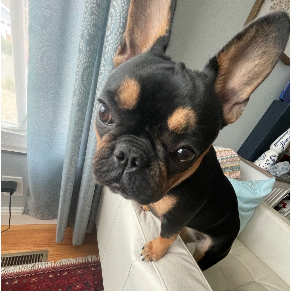 Meet your Posher, Laila